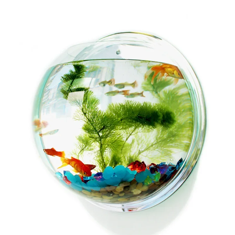 Aquarium Fish Betta - Pinsjar Akrilik Balık Kase Duvar Asılı