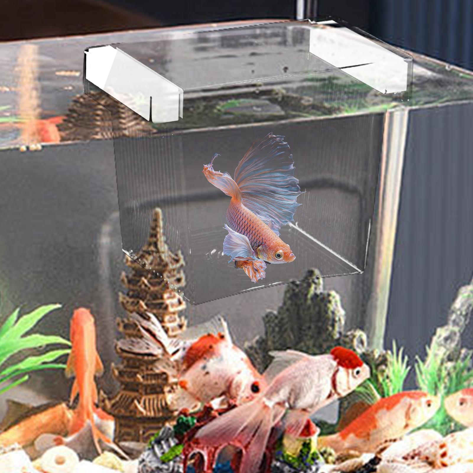 Balık Yetiştirme Kutusu, Yüzen - Aquarium Fish Betta incelemesi ve fiyatı