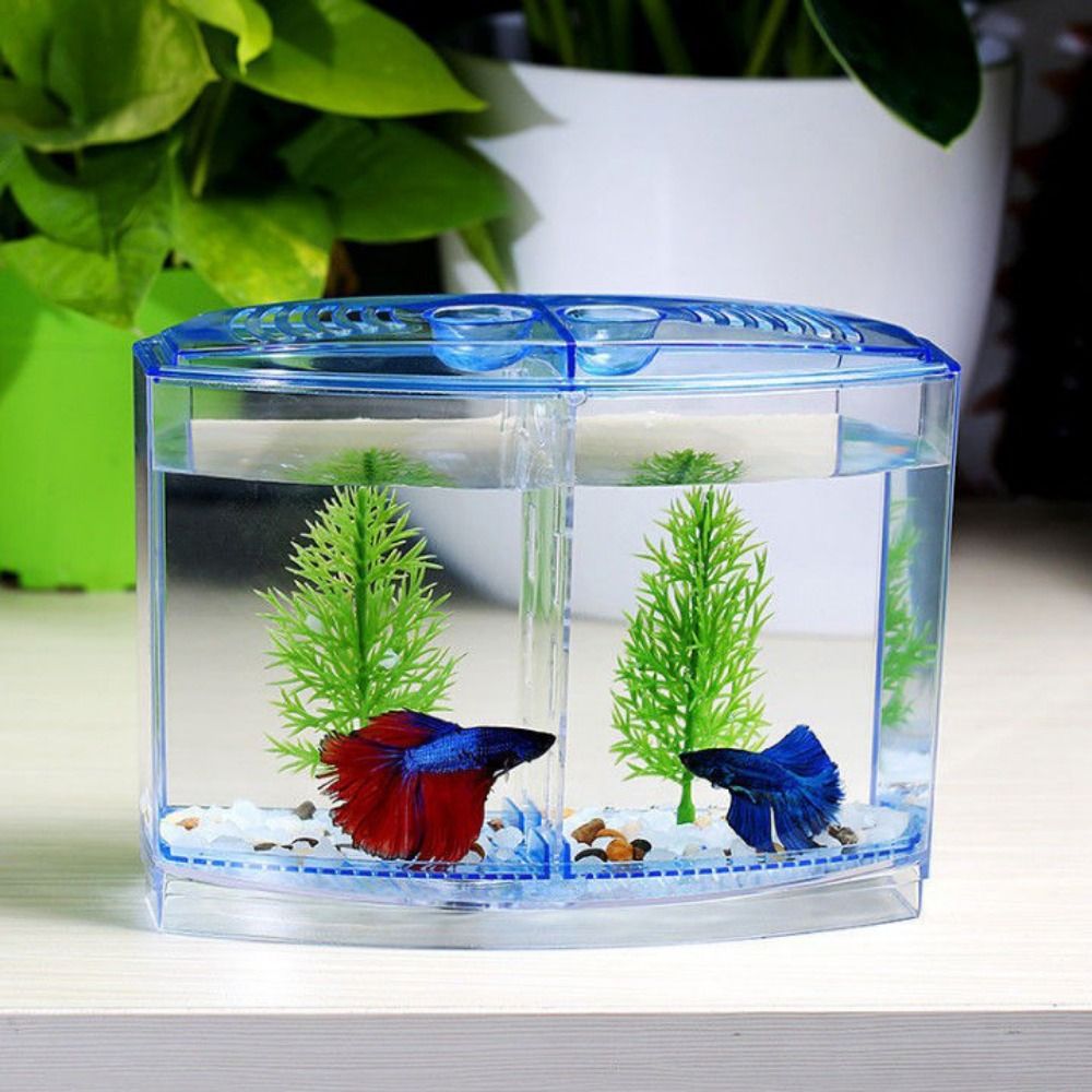 Şeffaf Betta balık tankı, çift - Aquarium Fish Betta incelemesi ve fiyatı