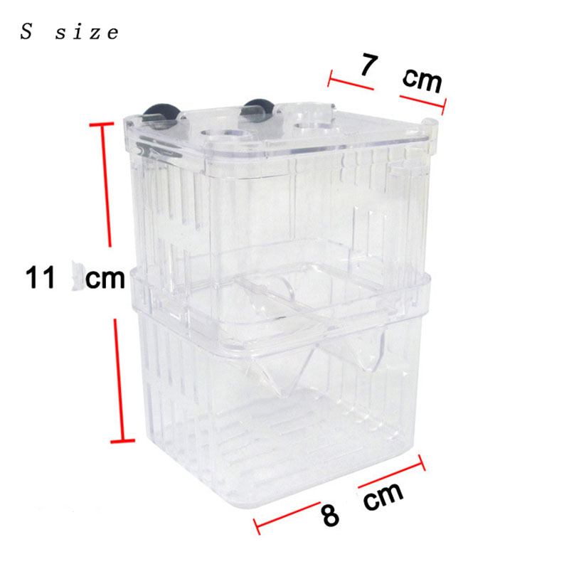 Tavuskuşu Balık Yetiştiriciliğ - Aquarium Fish Betta incelemesi ve fiyatı